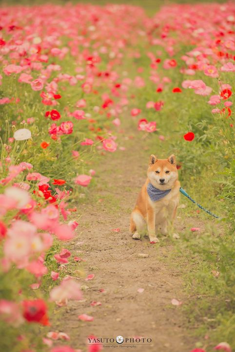 日本小哥給奶奶和家裡的柴犬拍攝了一組圖片，看完心都要被暖化了… 萌寵 第9張