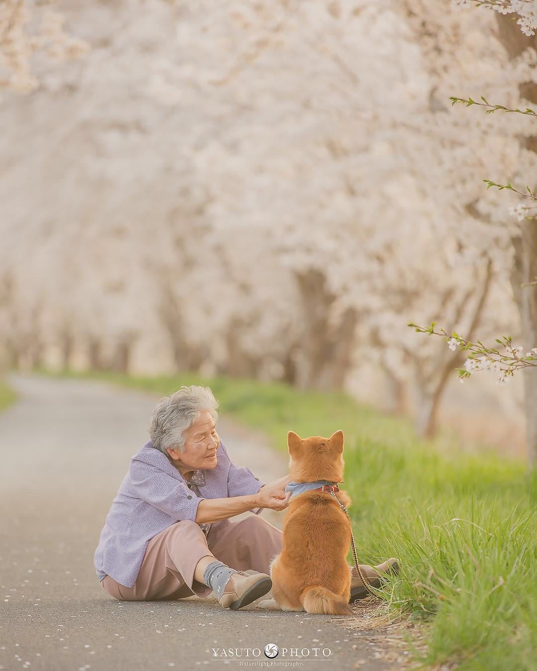 岁月静好,治愈系的奶奶跟小柴犬,一人一狗全世界~_狗狗