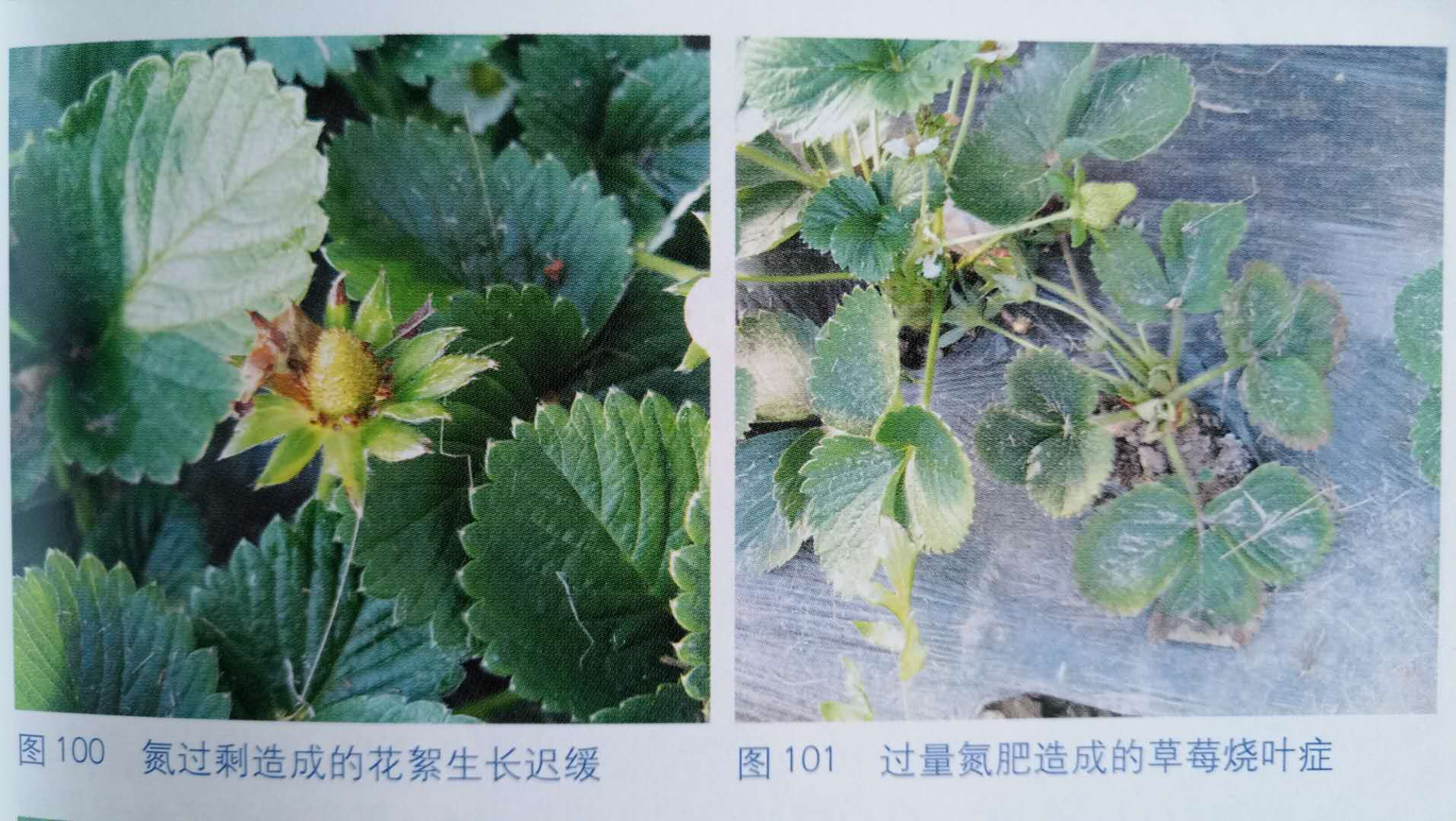 草莓生理性病害,氮元素过量,缺钾,缺钙,土壤盐渍化障碍