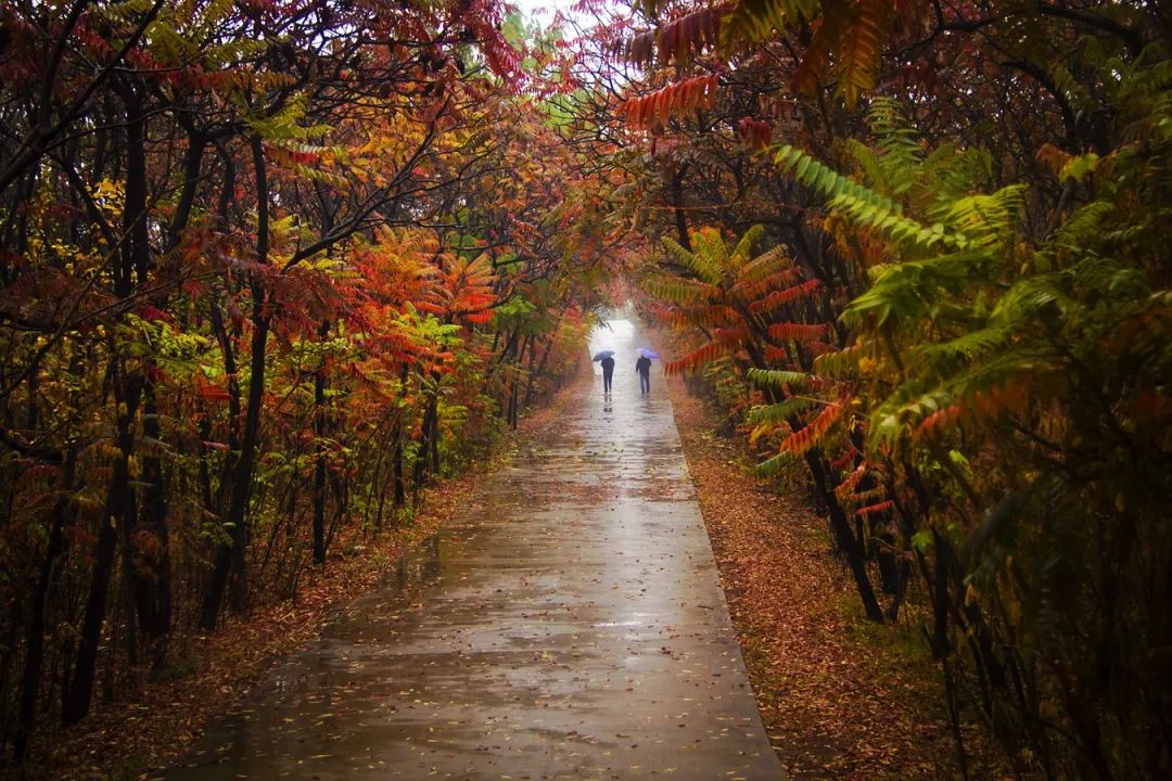 27首秋雨诗词:却话巴山夜雨时