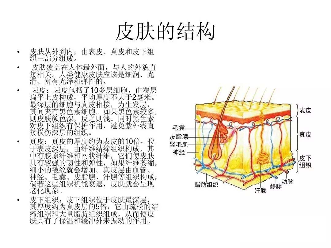 皮肤基础知识