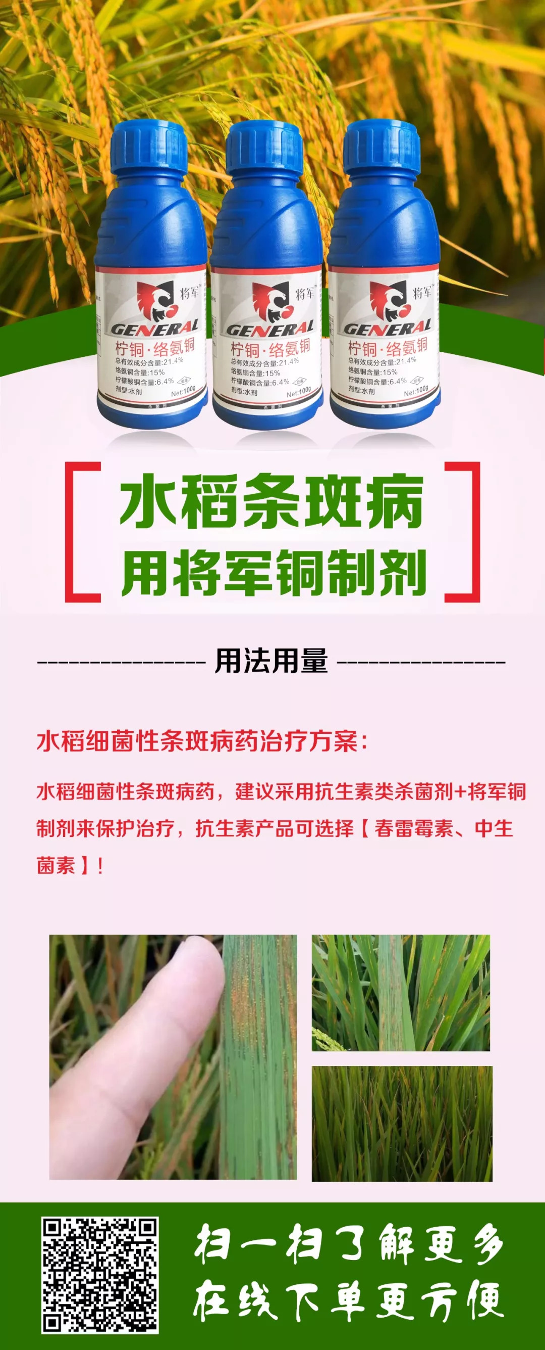 水稻细菌性条斑病大面积暴发,如何有效防控?