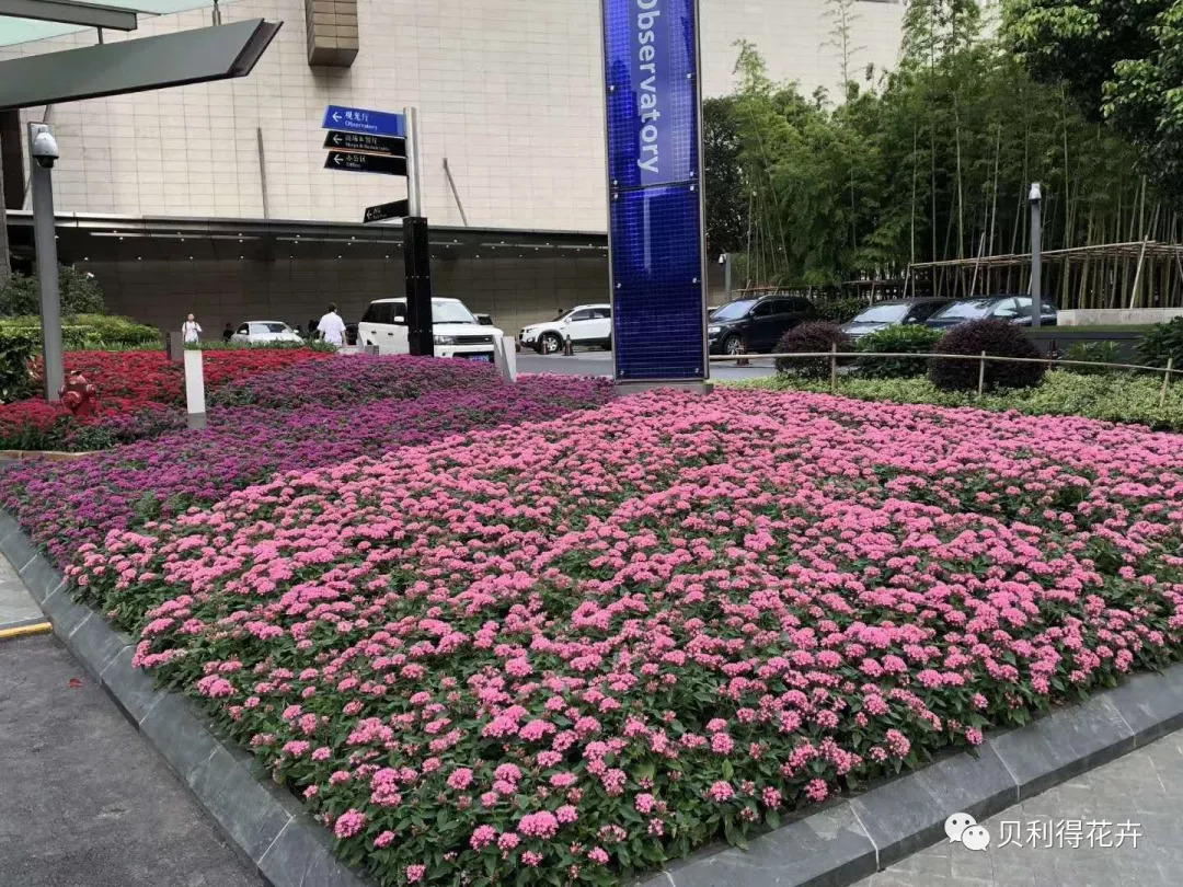 夏季主角繁星花应用分享