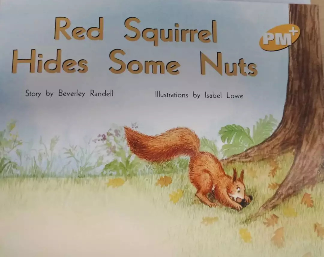 Red Squirrel Hides Some Nuts