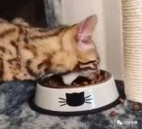 沉迷吸猫:蓝翔毕业的猫咪吃饭是什么样子,涨姿势哟