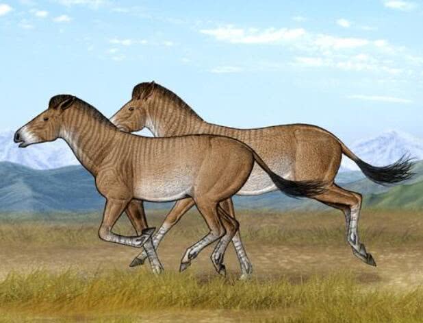 三趾马,三趾马是一种远古马类动物,他们并不像今天的马一样,其前后肢