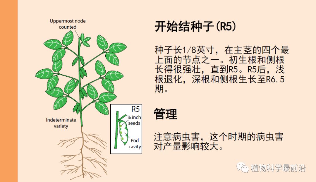 大豆的一生珍藏系列