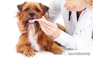 小站分享宠物传染病之犬冠状病毒性腹泻