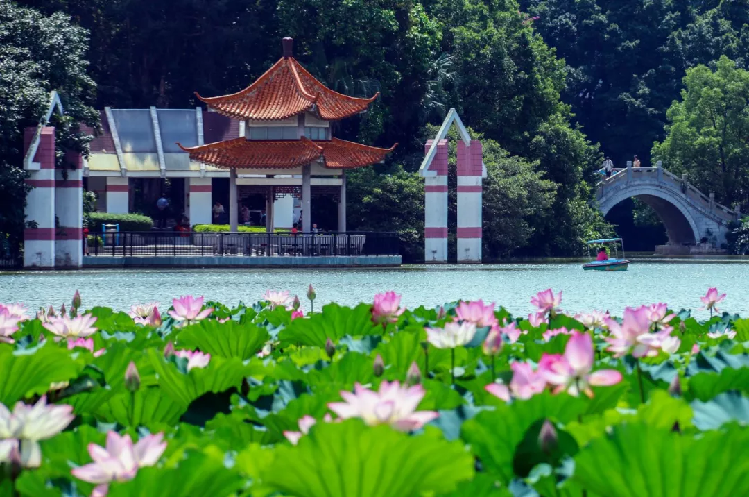 夏日东湖(东湖公园)-黄铭毅