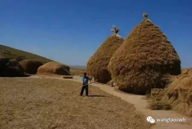 张易人回忆童年往事,那些关于麦草垛子的记忆!