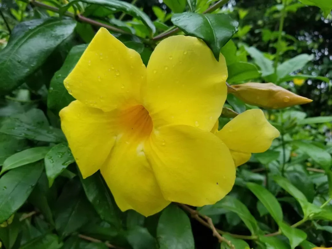 花单生,大,有单瓣花和重瓣花,常见花色有红,白,黄,粉,桃红等.