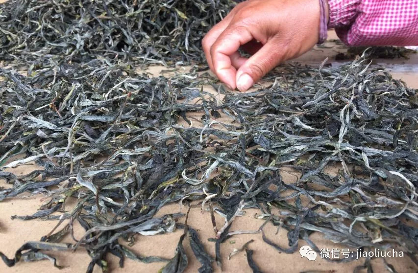 冰岛老寨普洱茶生茶制作过程详解