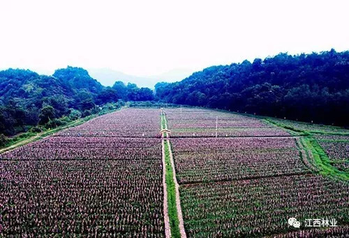 【生态江西】万载县"紫色花海"引得游人醉_旅游