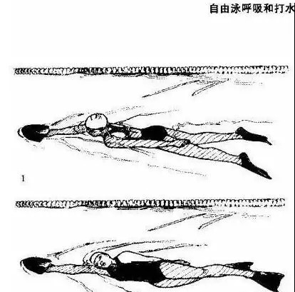 自由泳的练习技法自由泳呼吸和打水