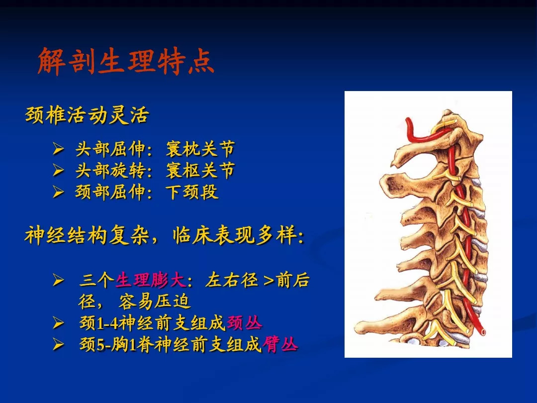 颈肩腰腿痛病症解剖及分析