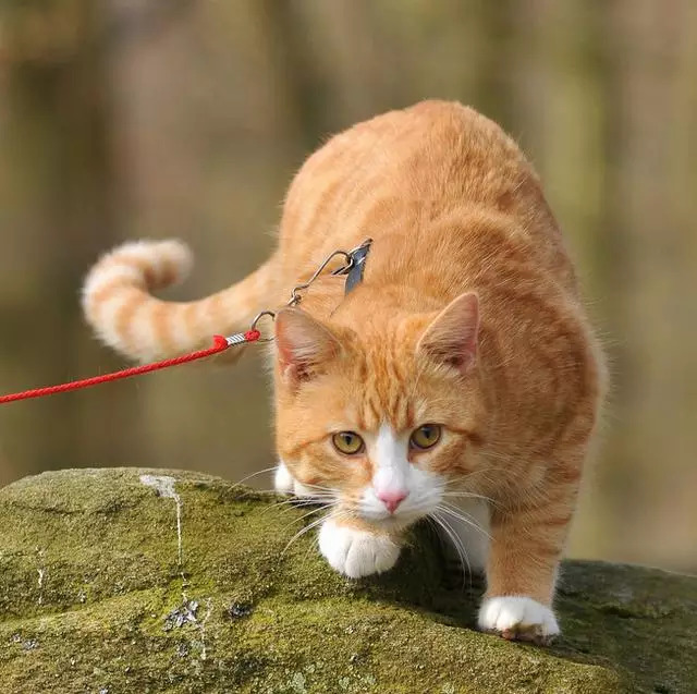 爱户外,爱健康,不爱零食.我是橘猫,我为自己代言