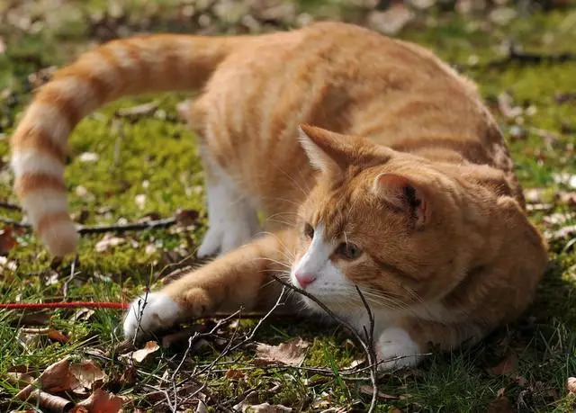 爱户外,爱健康,不爱零食.我是橘猫,我为自己代言