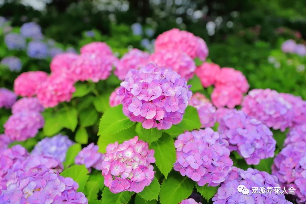 旅行| 日本盛夏季节的紫阳花,朦胧而缤纷!