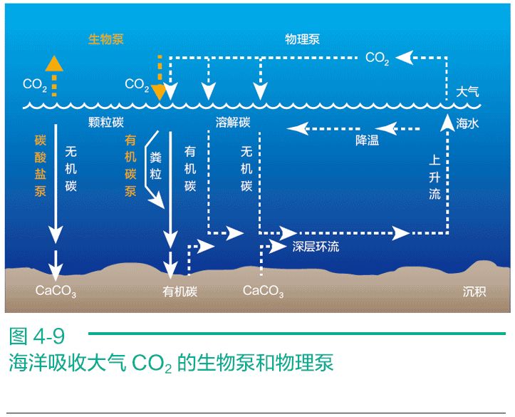 海洋碳泵,陆地碳库 | 冰期旋回里的碳循环