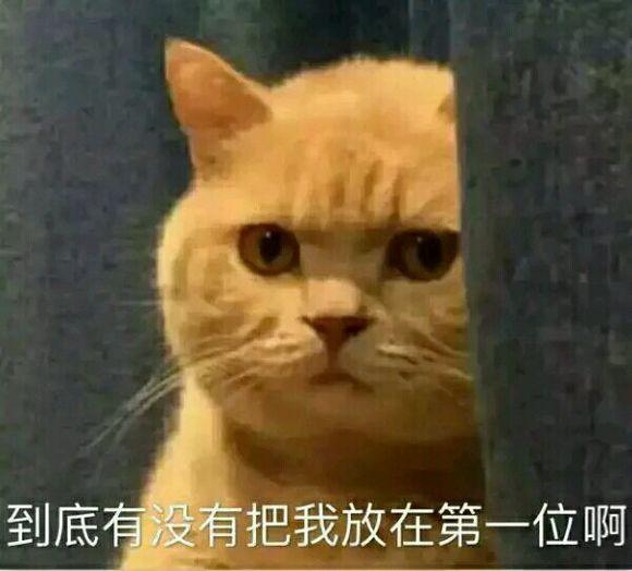 撩男朋友的猫咪表情包30张