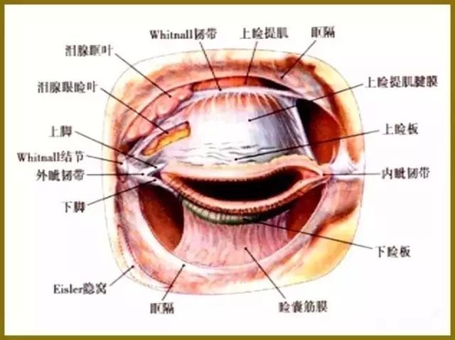 患者经常要紧缩额肌 皱额耸眉以提高上睑位置 严重时则必需仰头 甚至