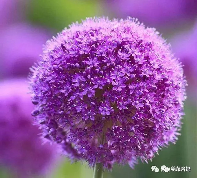 花朵一年比一年大,在每年5-6月份花期时,紫色花朵在户外非常引人注意