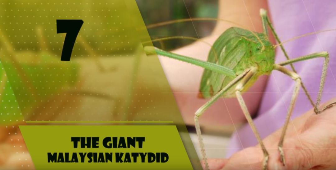 世界上十大体型最大的昆虫排行：竹节虫，竹节鞭居首