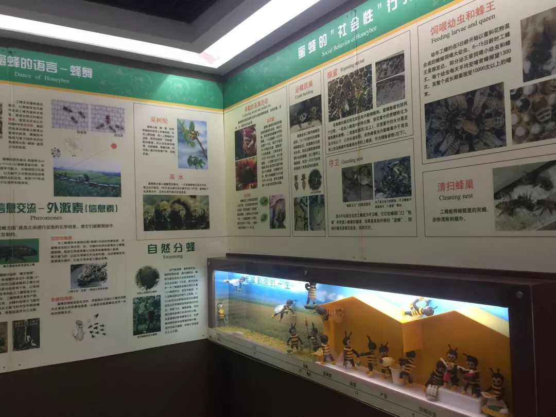 中国福标蜜蜂博物馆-36P-中关村在线摄影论坛