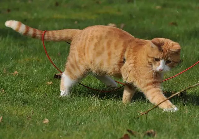 爱户外,爱健康,不爱零食.我是橘猫,我为自己代言