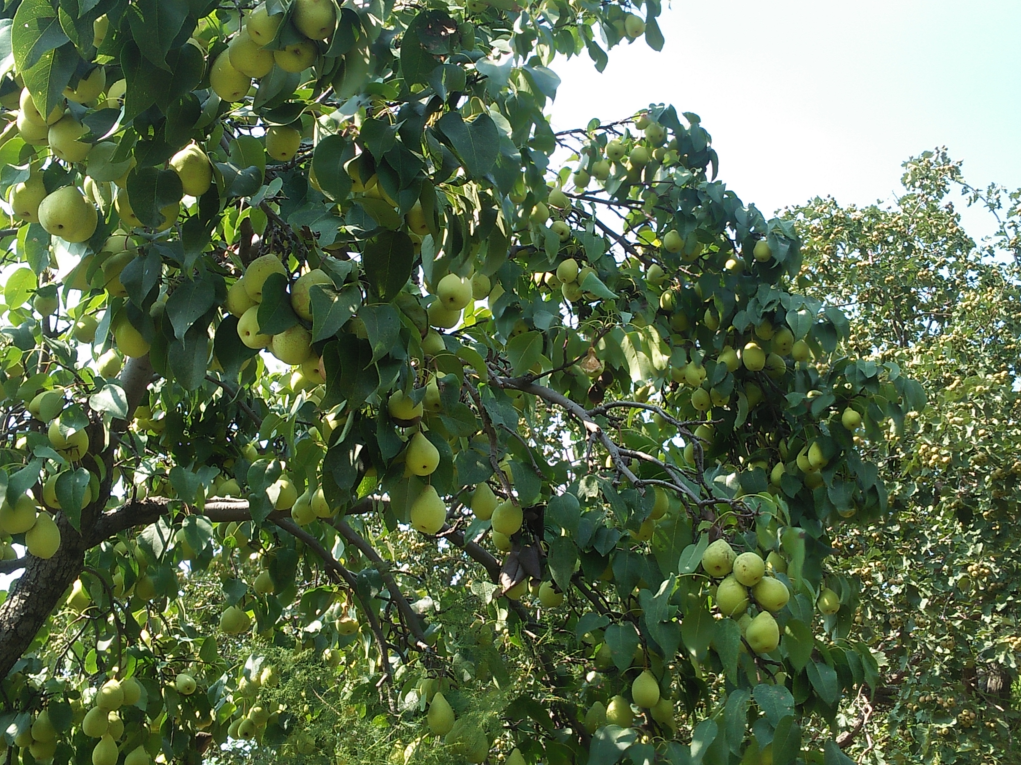 实拍:农村老汉自家果园种了7年的梨树,一棵树结了800个梨子!