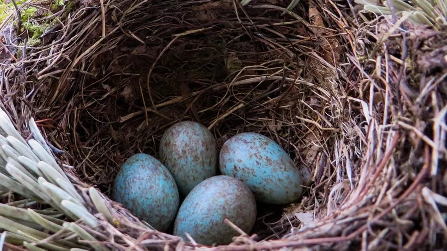 乌鸫的巢和蛋.蓝色有斑点的蛋还是挺漂亮的.