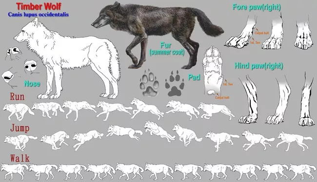 下图是关于犬科的爪子的画法: 狗的种类太多,尾巴更是千差万别,这里