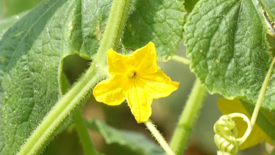 黄瓜开花"重男轻女" 啥原因?只有雄花没有雌花,得了"不育症"还有救吗?