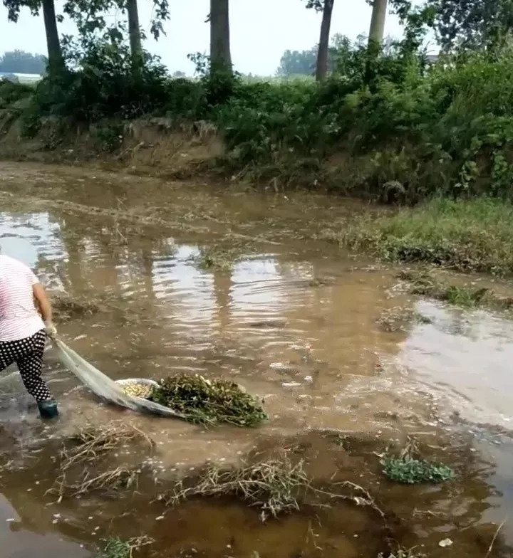 杞县老乡将自家的农田挖成坑,一场大雨淹没了他家的花生