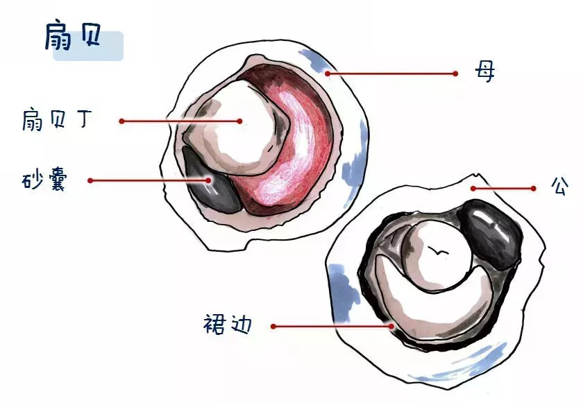 另外,扇贝柱底部黑色的小部分是扇贝的内脏,建议去掉,不要食用.