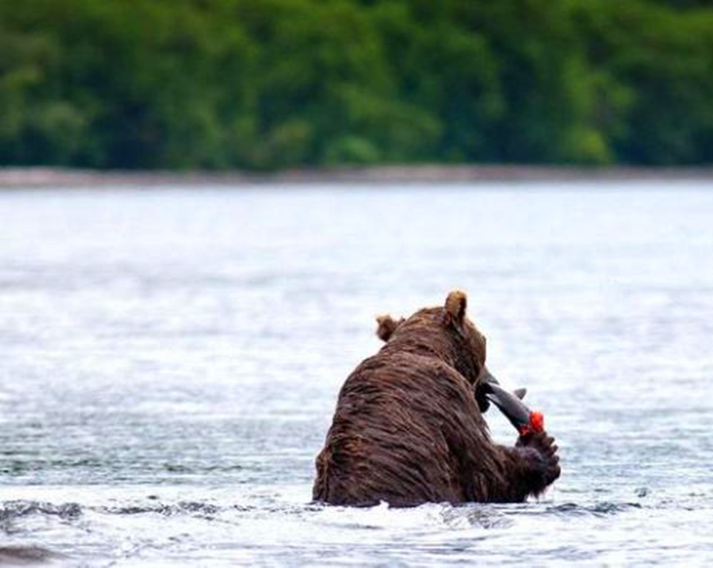 母棕熊下水捕鱼,抓到鱼后却干了这事,一旁的小熊怒气冲天