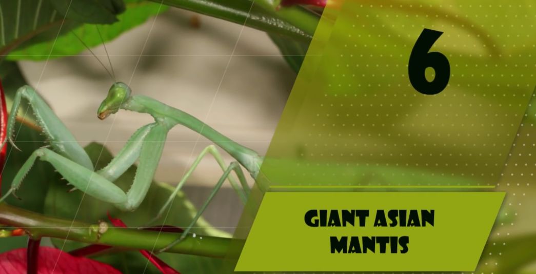 世界上十大体型最大的昆虫排行：竹节虫，竹节鞭居首