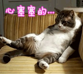 好心领养流浪猫却惹来一屋跳蚤 赔钱货