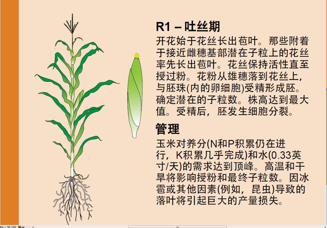 【今日头条】玉米的一生(请收藏)