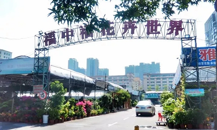 深圳有哪些花卉市场?