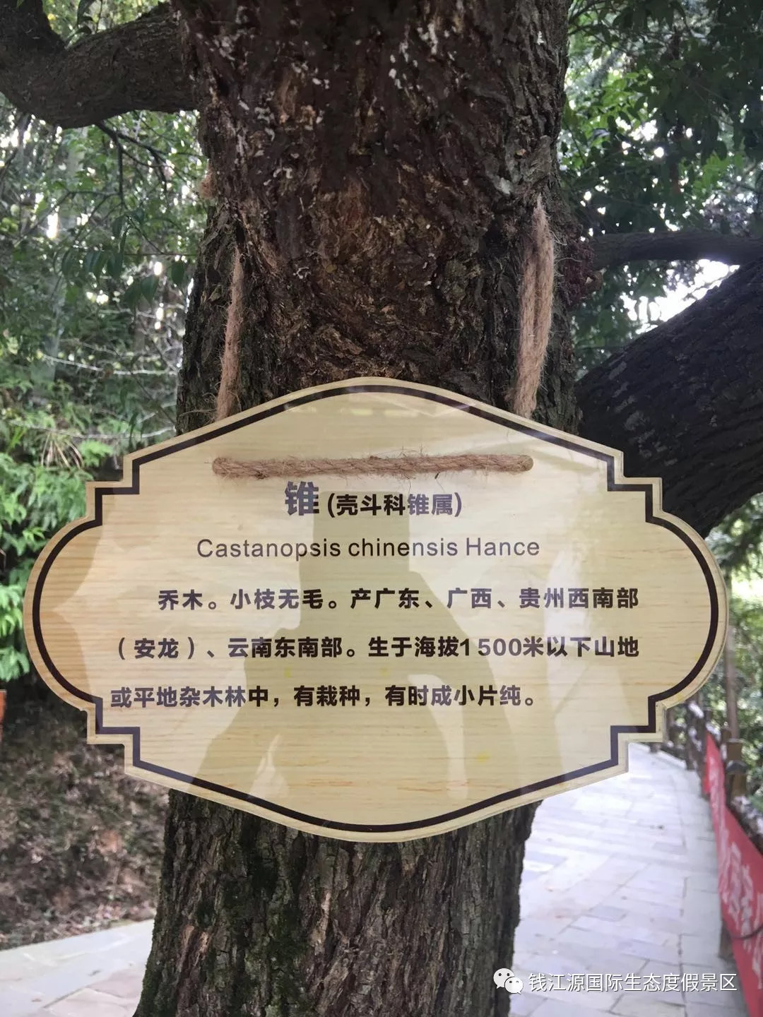 关注| 保护生物多样性,钱江源景区为标志性树木挂标识