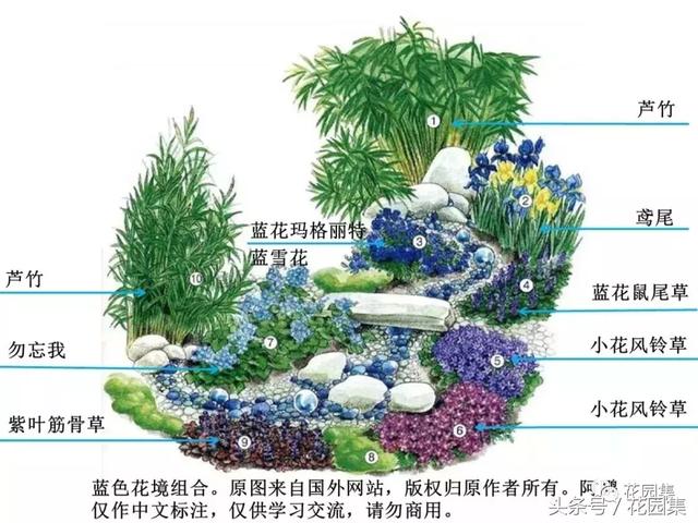 手把手教你如何打造蓝色主题花境和花园