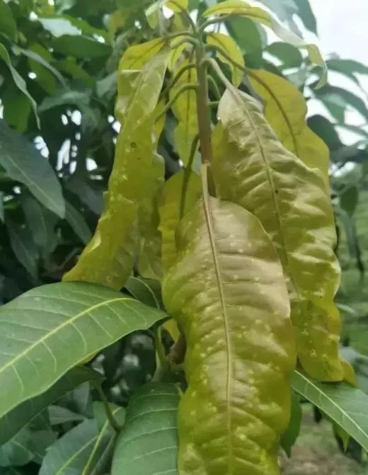 芒果秋梢徐徐发,叶瘿蚊大危害,芒果叶瘿蚊防治措施