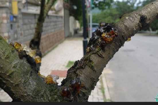 花椒流胶病治疗方案