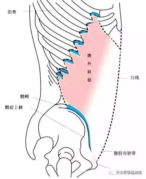 在肋角附近,肋间血管与神经主干沿上位肋骨下缘前行,并发出一小支(下