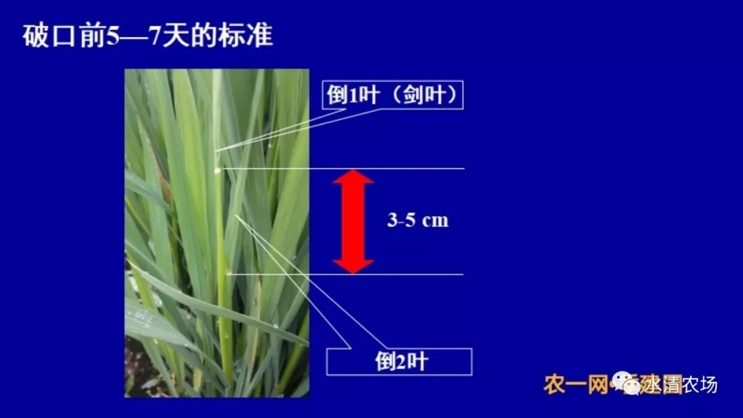 蛾子多稻纵卷叶螟需加强防治