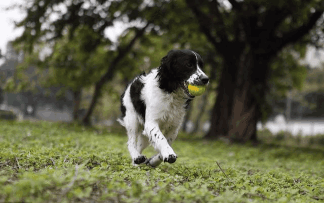 警犬中最常见犬之一史宾格猎犬 这六种病也会骚扰到它 症状