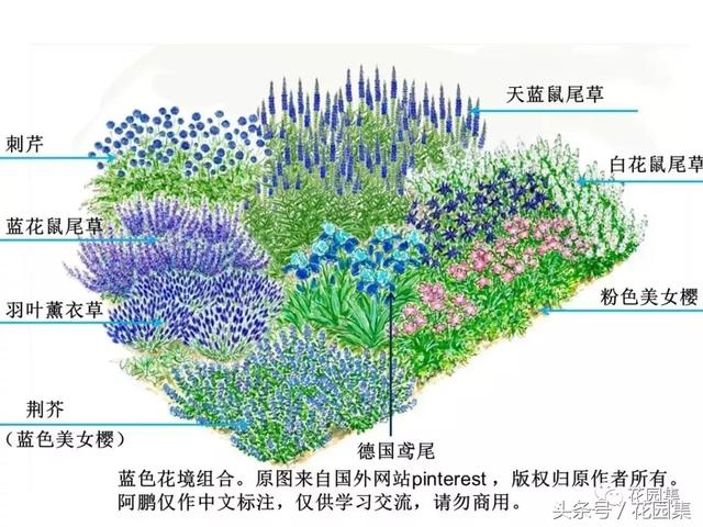 手把手教你如何打造蓝色主题花境和花园