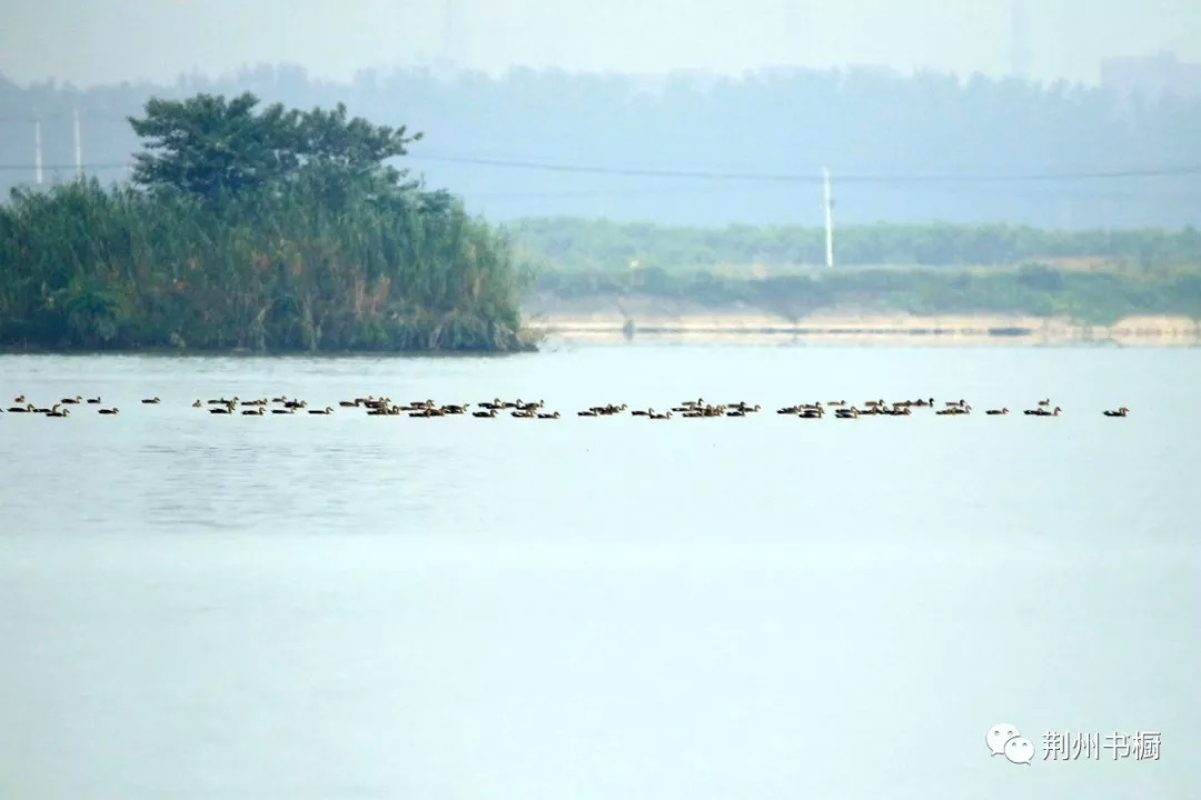 荆州湿地菱角湖荆州最后一处原生态湿地悄然复活