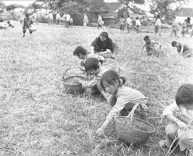 上世纪70年代,后塍学生拾麦穗.